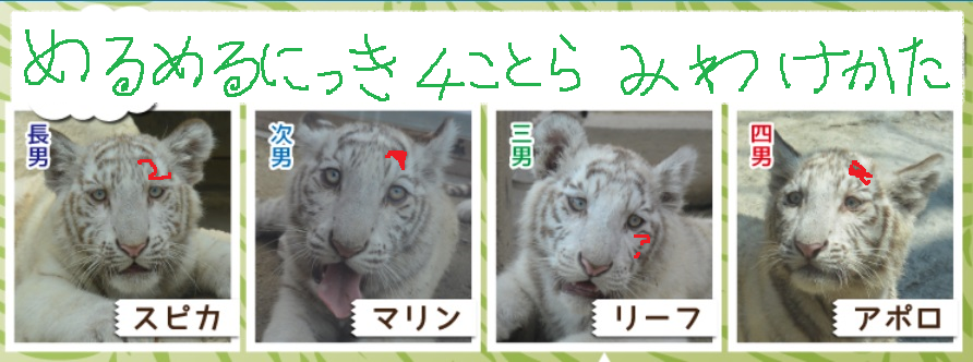 次世代4子虎の見分け方 めるさんの書き分けテクニック ホワイトタイガー情報 ブログ利用方法試行 次世代4子虎の見分け方 めるさんの書き分けテクニック ホワイトタイガー情報 ブログ利用方法試行