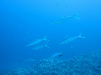 e0096370_17563787.jpg