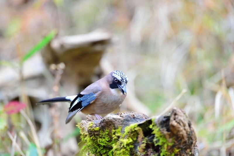 今週の鳥撮りから_a0329277_14453601.jpg