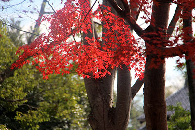 旧細川刑部邸の外庭の紅葉_c0152779_19392024.jpg