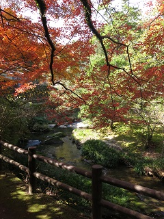 2015年の12月上旬。鹿児島市慈眼寺はあざやかな紅葉_e0130185_21494685.jpg