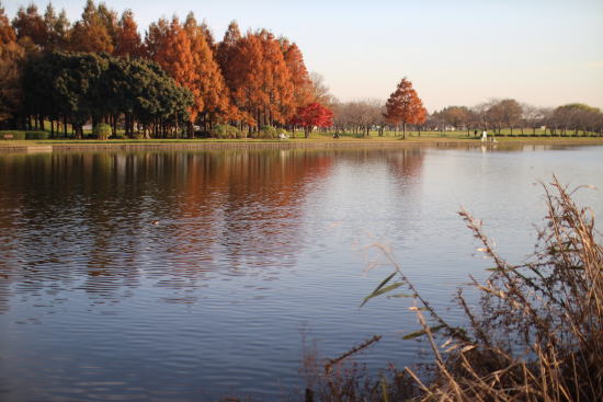 ファンタスティック!「水元公園」の紅葉風景_c0090198_2038495.jpg