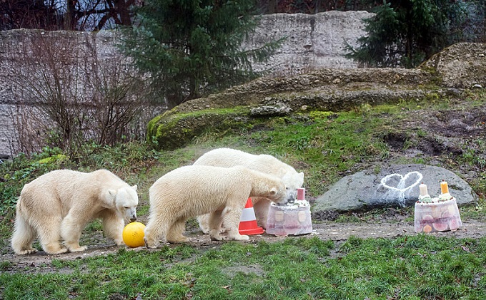 ドイツ・ミュンヘン、ヘラブルン動物園のネラとノビの双子が二歳となる ～ 別離の日が近づく_a0151913_2395815.jpg