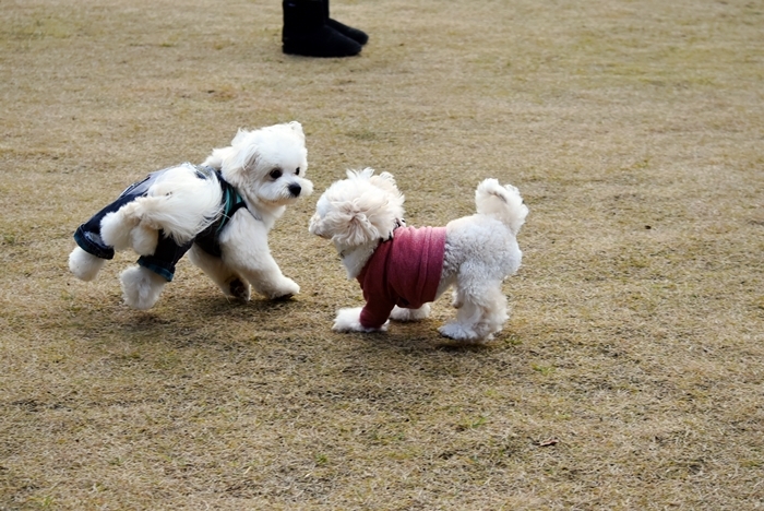 シオンのヘルニア治療☆卒業♪_d0179113_22423101.jpg