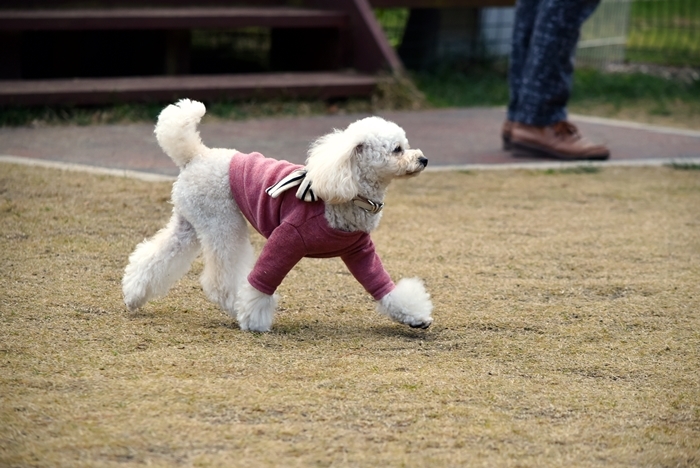 シオンのヘルニア治療☆卒業♪_d0179113_22423918.jpg