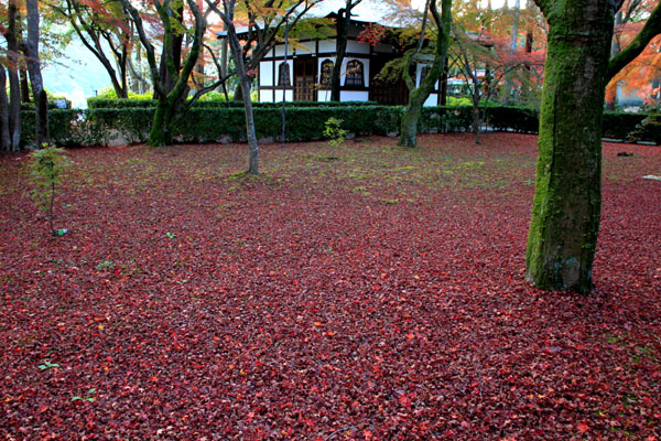 紅葉だより60 真如堂 敷きもみじ_e0048413_1651151.jpg
