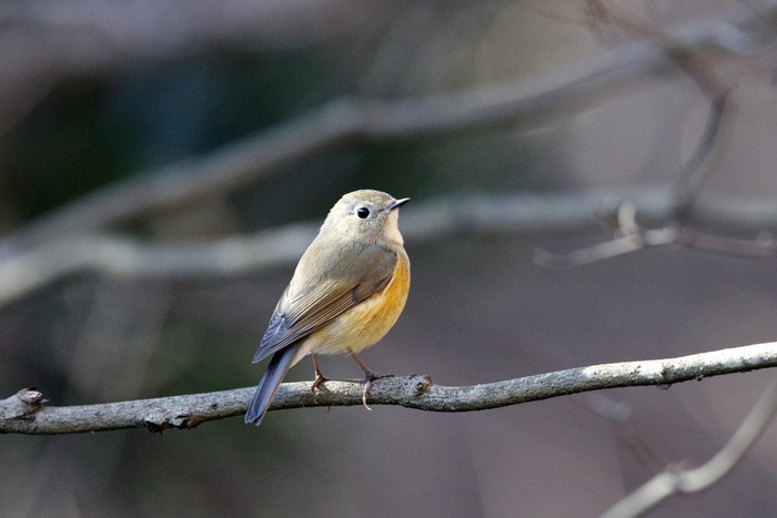 里山の公園にて探鳥してきました。その１_f0239515_8451659.jpg