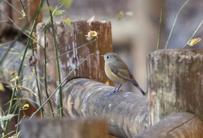 里山の公園にて探鳥してきました。その１_f0239515_84696.jpg