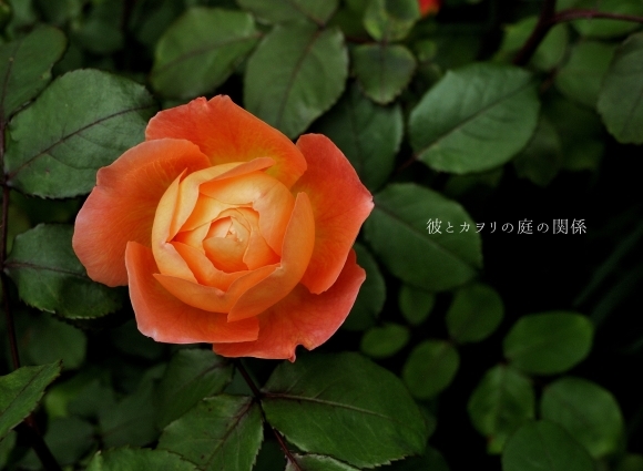 銅葉の薔薇_c0365716_18592240.jpg