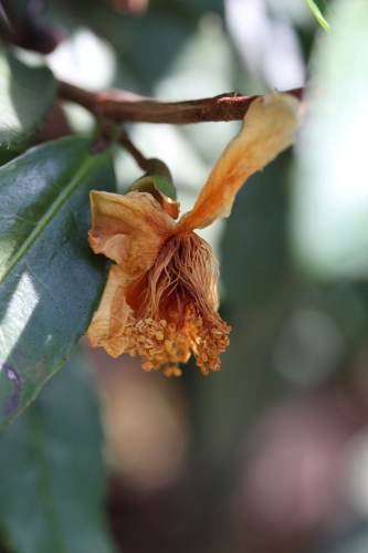 葉の下で枯れ落ちる花の世界_b0220318_11323015.jpg