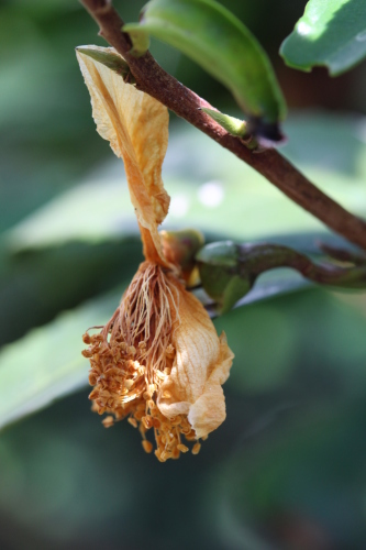 葉の下で枯れ落ちる花の世界_b0220318_11324519.jpg