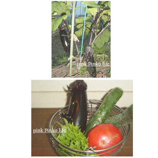 野菜の収穫_d0351435_17351146.jpg