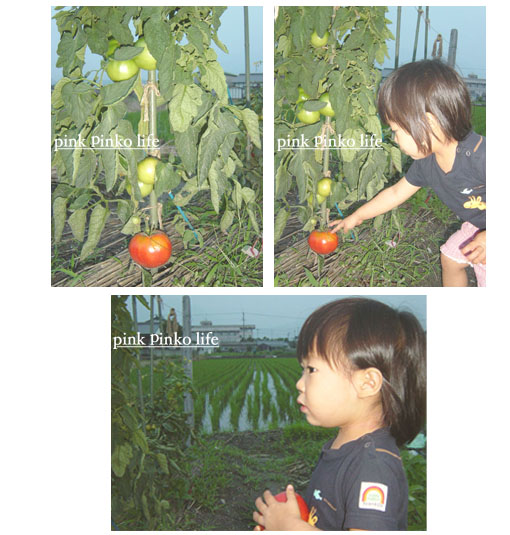 野菜の収穫_d0351435_17351150.jpg