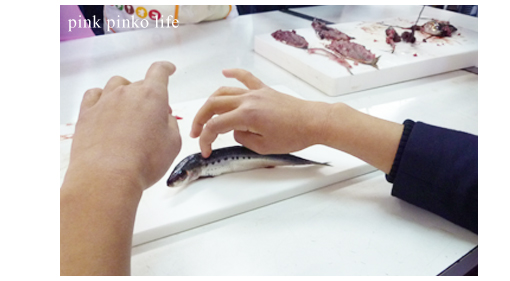 衝撃のデカさ ・ 魚の日_d0351435_17510428.jpg