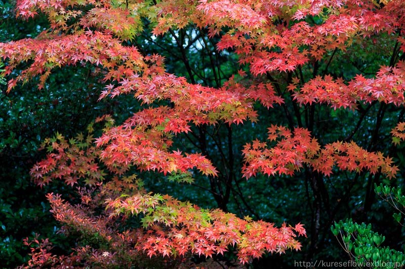 紅葉の大徳寺　高桐院_b0325840_22260669.jpg