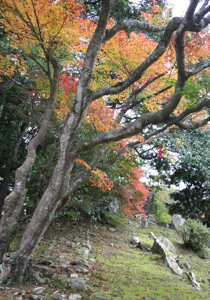 滋賀県彦根市　彦根城　玄宮園　紅葉_c0108146_21413850.jpg