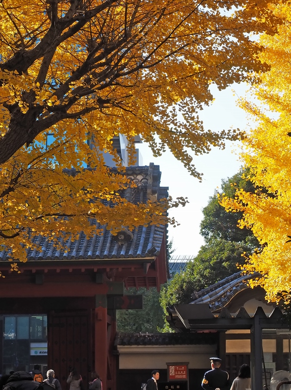 東大本郷キャンパスの銀杏 2015　№１　_d0146247_2126454.jpg