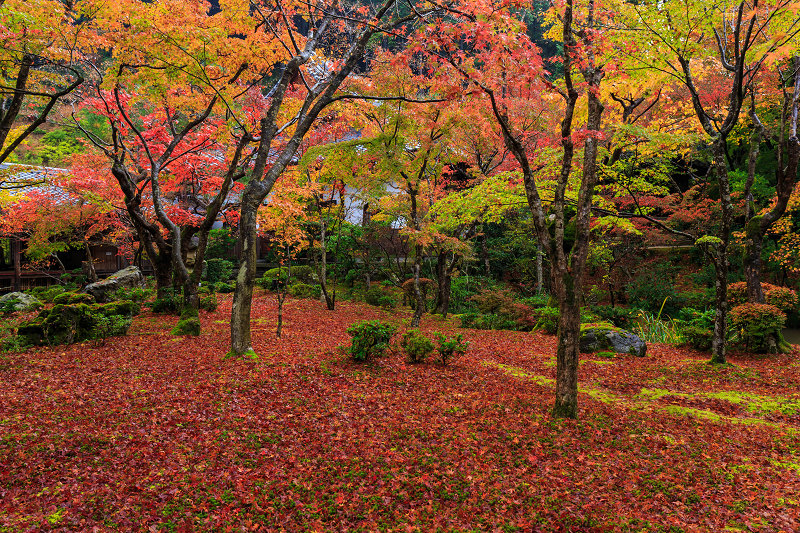京都の紅葉2015・圓光寺早朝拝観_f0155048_23332133.jpg