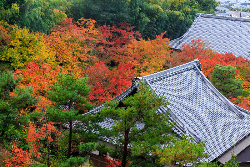 京都の紅葉2015・圓光寺早朝拝観_f0155048_23444238.jpg