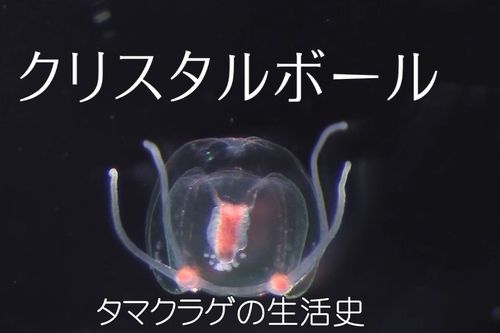 本日は「クリスタルボール タマクラゲの生活史(HD)」をお送りします_b0115553_1010480.png