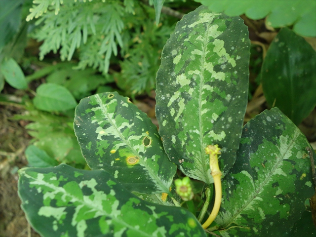 Aglaonema pictum\"Padang campur Aパッチunder\"from Padang【AZ0715-5a】_a0067578_14593570.jpg