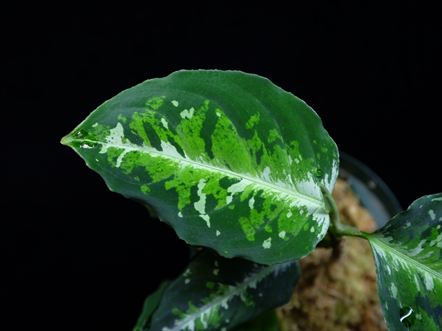 Aglaonema pictum\"Padang campur Aパッチunder\"from Padang【AZ0715-5a】_a0067578_153686.jpg