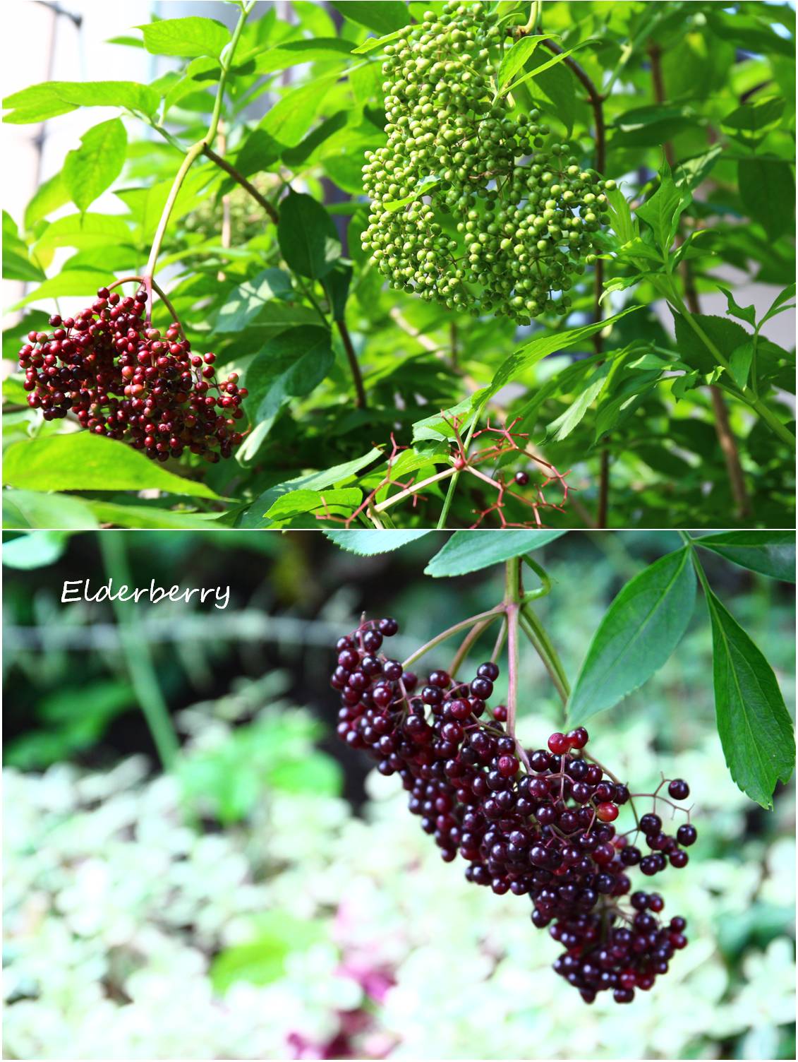 エルダーベリー_a0107981_8294227.jpg