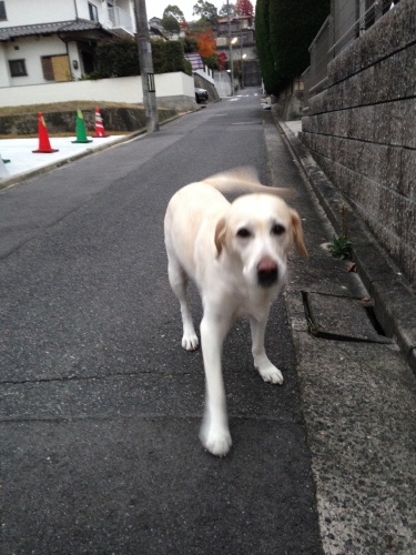 f0315081_21181218.jpeg