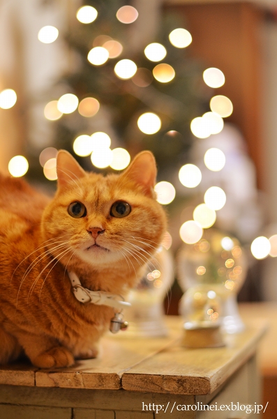 猫とスノードーム、そして掲載のお知らせ　　Apelila with Xmas Snow globes_d0025294_2243760.jpg