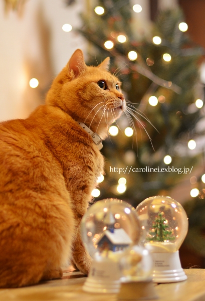 猫とスノードーム、そして掲載のお知らせ　　Apelila with Xmas Snow globes_d0025294_2253610.jpg