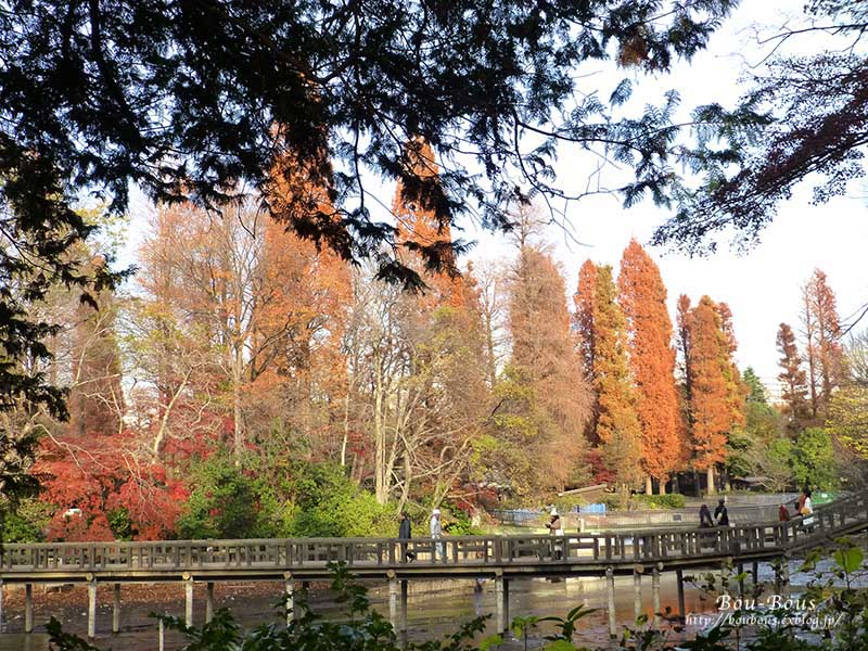 晩秋の井の頭公園-前編_d0128697_5313242.jpg