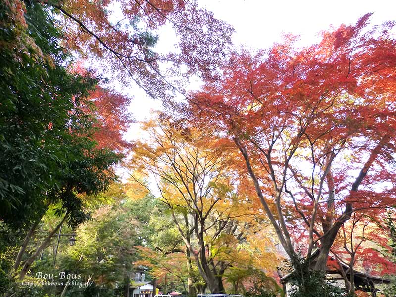 晩秋の井の頭公園-前編_d0128697_5374587.jpg