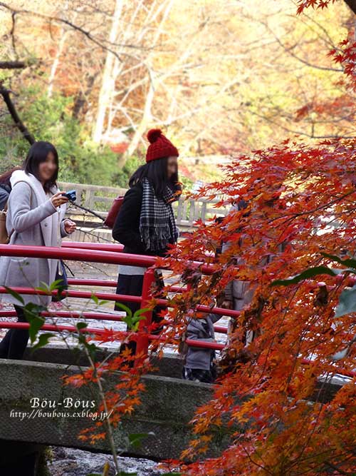 晩秋の井の頭公園-前編_d0128697_537543.jpg