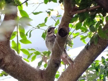 冬鳥続々やってきています_b0049307_2242575.jpg
