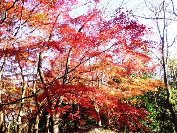 紅葉が美しい　佐和山 (262.6M)   に登る_d0170615_17202450.jpg