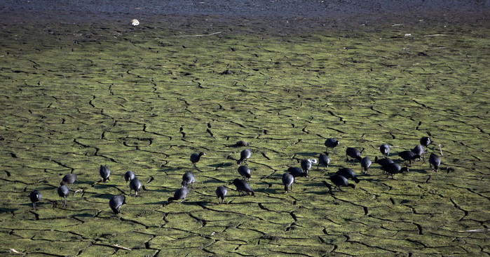 MFの沼で逢えた鳥達_f0239515_18473787.jpg