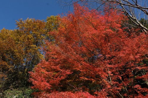 東山植物園の紅葉_e0184921_2232078.jpg