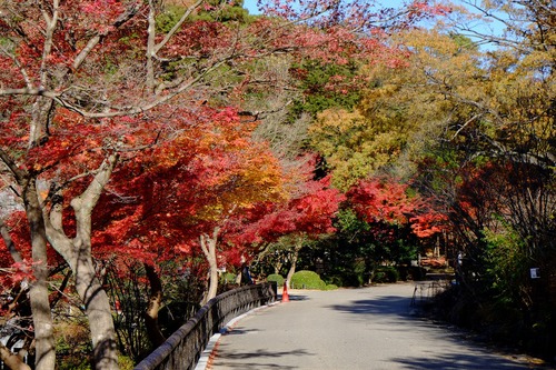 東山植物園の紅葉_e0184921_22354279.jpg