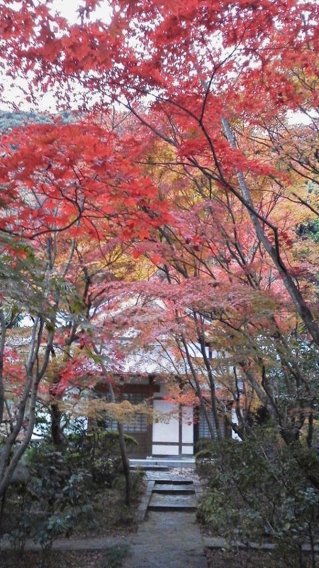 公園と律寺の紅葉　12/6_c0107231_21104518.jpg