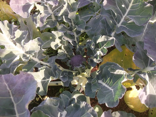 秋野菜はワッサ.わっさと.._b0137932_6244898.jpg