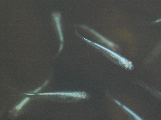 e0097534_1436417.jpg