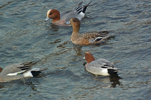 柳瀬川のヒドリガモ Eurasian Wigeon_f0206939_15445534.jpg