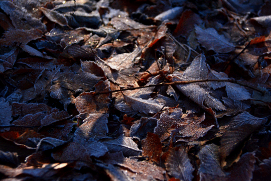 c0093046_1992549.gif