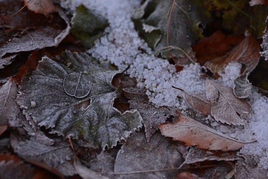 c0093046_1994319.gif