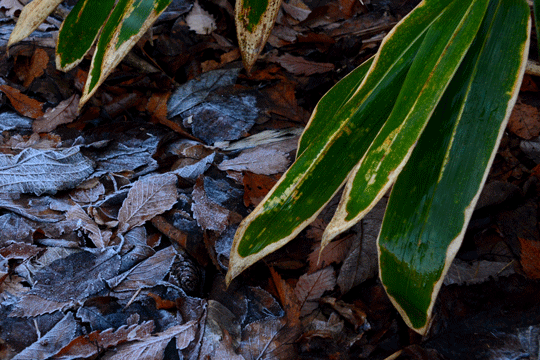 c0093046_199815.gif