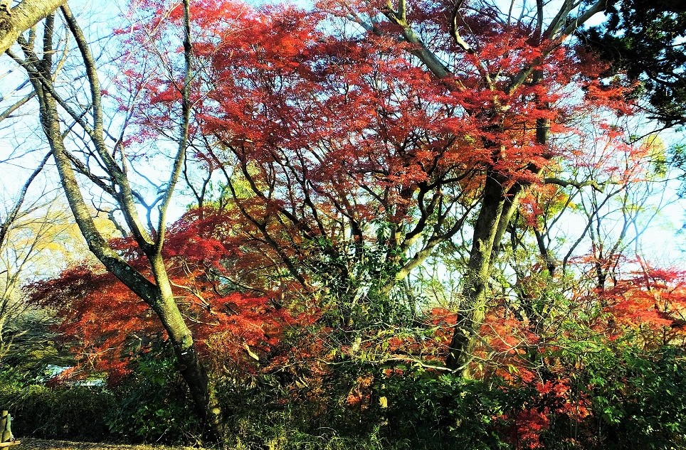 空堀の紅葉　（12/7）　　　　　　　　　_b0236251_11501492.jpg