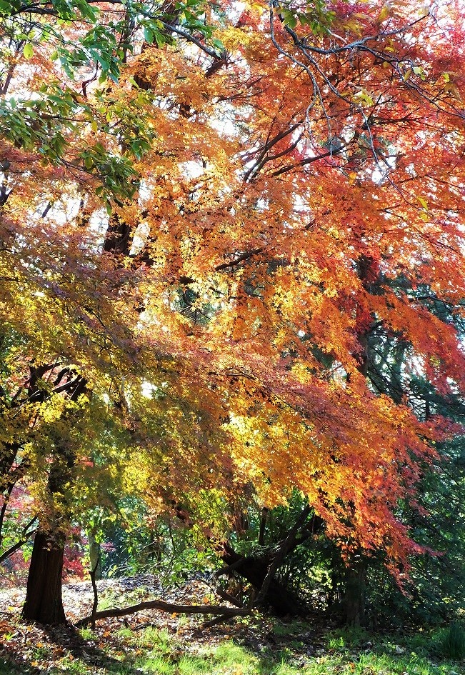 空堀の紅葉　（12/7）　　　　　　　　　_b0236251_1157183.jpg