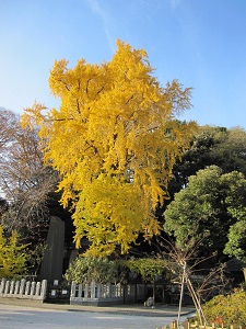 e0090555_364749.jpg