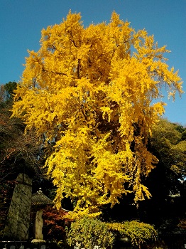 不動前の紅葉_a0061057_0213842.jpg
