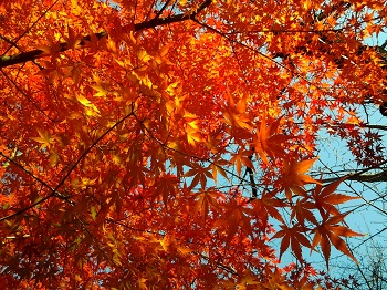 不動前の紅葉_a0061057_0225731.jpg